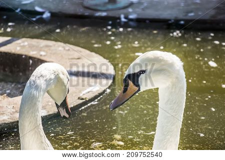 Beautiful swans rest under the sun in the early morning