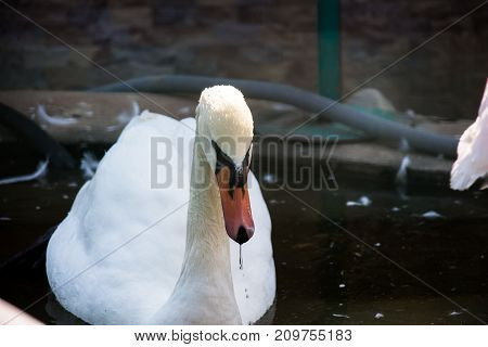 Beautiful swans rest under the sun in the early morning
