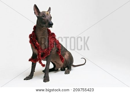Festive dog Xoloitzcuintli in party red Christmas tinsel on gray background
