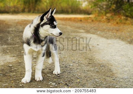Portrait of a cute Siberian hussy puppy standing on a alley in autumn park