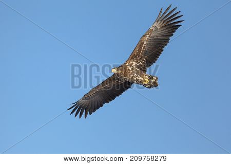 A white tailed eagle glides through the air against a background of blue sky. Horizontal