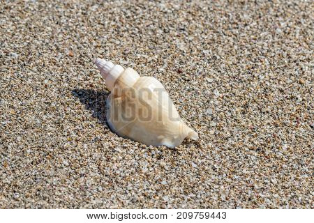 Shell on sand on the summer beach, sand in the background