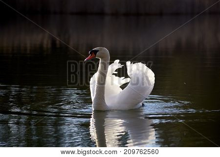 White swan on the lake close up in the evening