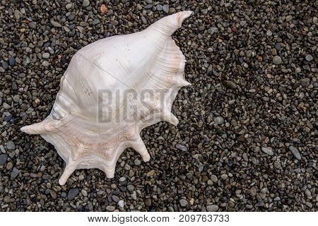 Seashell top on the beach, on the pebble stones, closeup