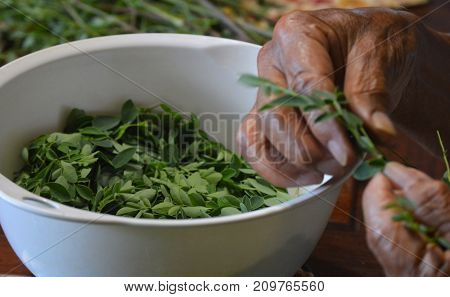 elderly hands picking apart moringa leaves in a white bowl