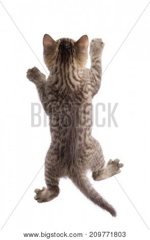 Funny cat hanging on white background