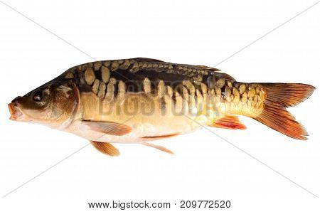 mirror carp or common carp isolated on white backround