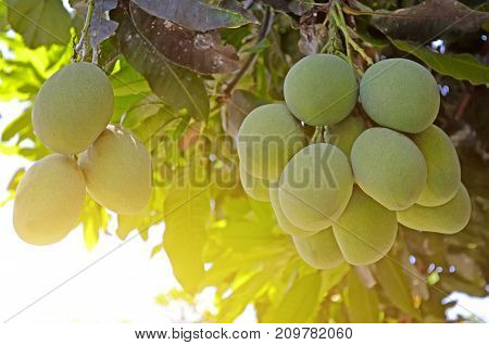 Close Up Of Mangoes On A Mango Tree.