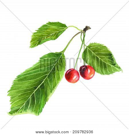 Botanical watercolor illustration of red cherry with green leaves isolated on white background. Could be used as decoration for web design cosmetics design package textile