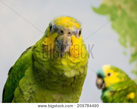 pair of parrots yellow and green looking around