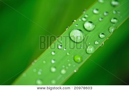 Water drops on the grass