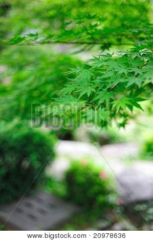 Green maple leaf in Japanese garden