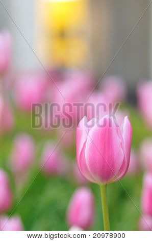 Tulip