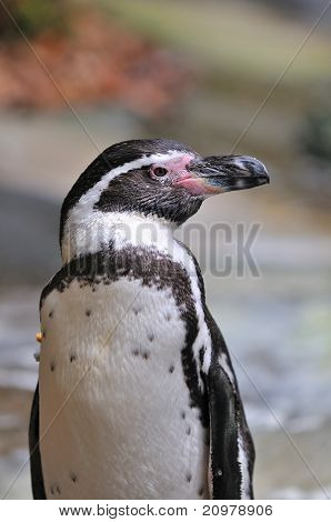 Penguin portrait