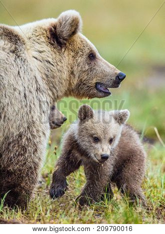 Closeup Portrait Of She-bear And Cubs Of Brown Bear (ursus Arctos Arctos) On The Swamp In The Summer