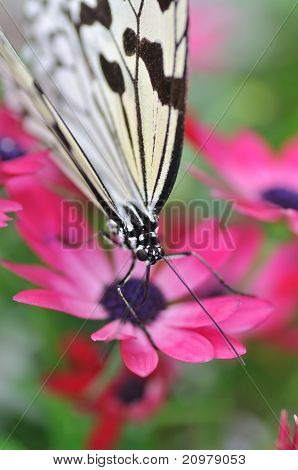 Tree Nymph Butterfly