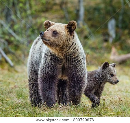 Closeup Portrait Of She-bear And Cubs Of Brown Bear (ursus Arctos Arctos) On The Swamp In The Summer