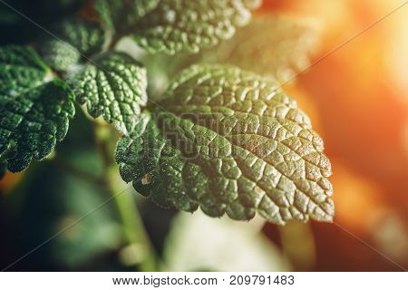 Green leaf plant in sunlight , foliage background, macro photo, selective focus