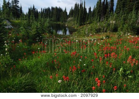 Vilda blommor på Mount Revelstoke i sommar