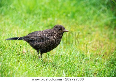 Close up of a baby blackbird in a garden in the UK