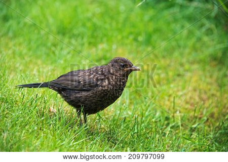 Close up of a baby blackbird in a garden in the UK