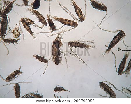 Copepods are a group of small crustaceans found in the sea and nearly every freshwater habitat are under microscope view.