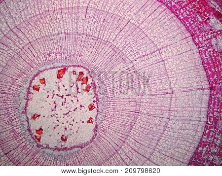 Cross sections of plant stem under microscope view