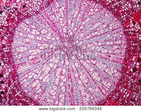 Cross sections of plant stem under microscope view