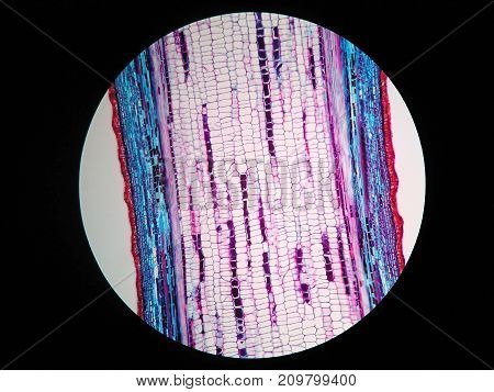 Plant stem long section under microscope view