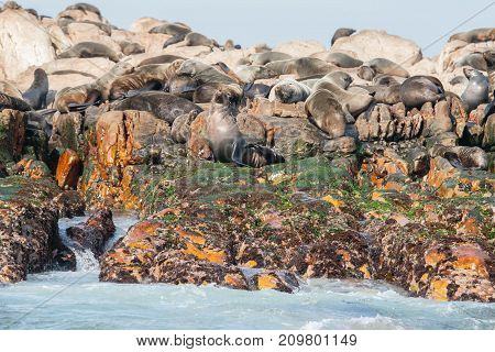 Cape Fur Seals On Geyser Rock Gansbaai South Africa