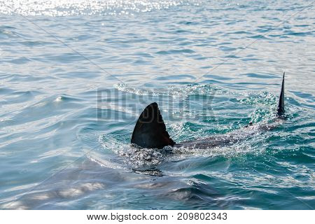 The Fin Of A Great White Shark Gansbaai South Africa