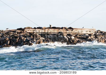 Cape fur seals on a shipwreck on Geyser Rock near Gansbaai South Africa