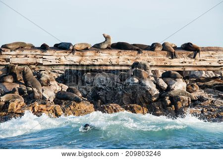 Cape fur seals on a shipwreck on Geyser Rock near Gansbaai South Africa