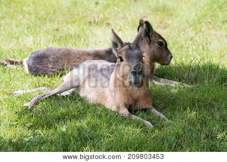 Two Patagonian mara sitting in the shade on a sunny day