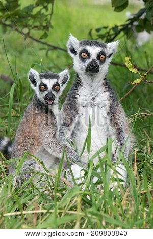 A young and adult ring tailed lemur sitting in grass