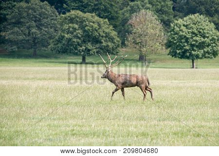 A red deer stag walking through a field at Woburn abbey UK