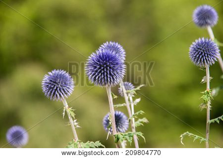 Purple globe thistles in a garden in the UK