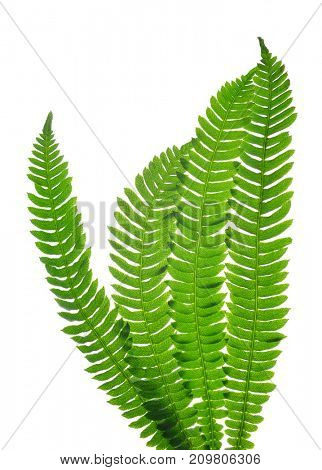 Green fern leaves ( Blechnum spicant ) isolated on white background.