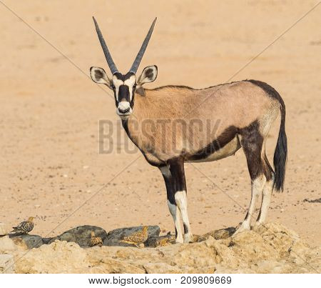 A gemsbok drinking with Namaqua Sandgrouse in the Kgalagadi Transfrontier Park which straddles South Africa and Botswana.