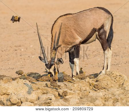 A gemsbok drinking with Namaqua Sandgrouse in the Kgalagadi Transfrontier Park, which straddles South Africa and Botswana.