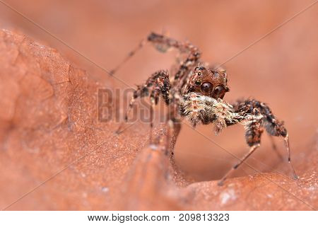 macro image of the world's most intelligent spider - Fringed Jumping Spider