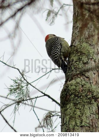 Woodpecker on Tree at Corkscrew Swamp Sanctuary