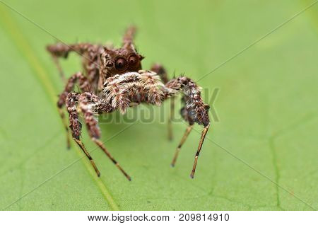 macro image of the world's most intelligent spider - Fringed Jumping Spider