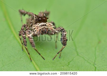 macro image of the world's most intelligent spider - Fringed Jumping Spider