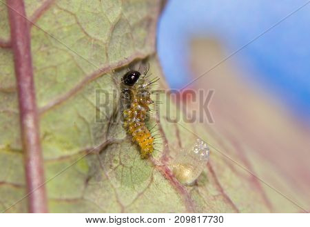 Tiny Gulf Fritillary butterfly caterpillar right after eclosing from his egg, with the shell visible behind him on a Passionflower leaf