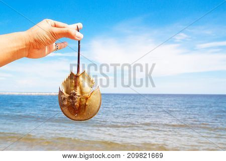 Close up hand holding horseshoe crab, sea and sky in background
