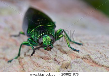 macro image of a metallic green jewel beetle