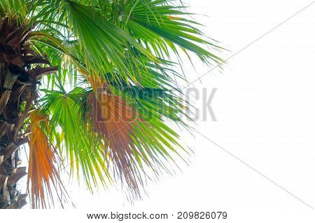 Plam tree on the white background (palm tree coconut)
