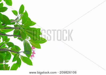 green Natural leaves on white background .
