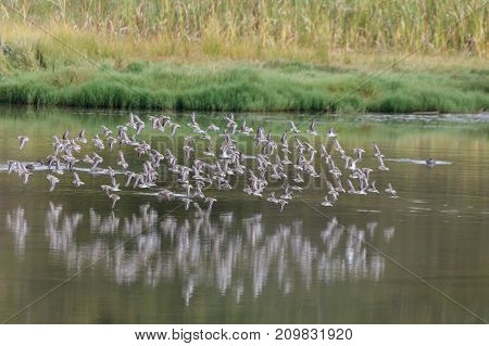 Flying Sandpiper At Delte Bc Canada 2017 Sep.